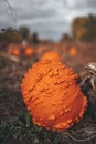 Creepy looking pumpkin with warts in the field Royalty Free Stock Photo