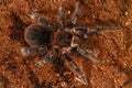 Mexican black velvet tarantula, hairy poisonous spider