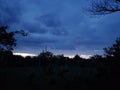 Halloween night background of dark blue overcast sky and tree branches Royalty Free Stock Photo