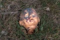 Creepy old doll head. Broken abandoned damaged scary toy in a garbage dump