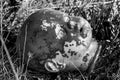 Creepy old doll head. Broken abandoned damaged scary toy in a garbage dump