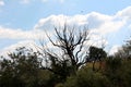 Creepy old tree with dried branches without leaves rising above small trees with cloudy blue sky and single bird flying in back Royalty Free Stock Photo