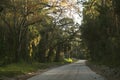 Creepy over-grown dirt road