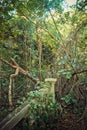 Creepy ruined and overgrown by plants interior of old mansion. Life after humanity post-apocalyptic concept Royalty Free Stock Photo