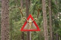 Creepy and scary  deer skeleton head with long horns on a road sign in a forest Royalty Free Stock Photo