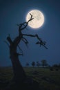 creepy and scary tree at night against full moon