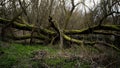 Creepy scenery in a forest with dry tree branches covered with moss