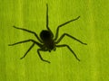 PC030047 Flattie spider Selenops rediatus silhouetted under banana leaf cECP 2021