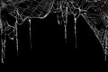 Creepy spider webs hanging on black banner as a top border with a tarantula in the corner Royalty Free Stock Photo