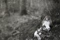 A creepy spooky doll, sitting in a forest in winter, next to a tree. With a textured, weathered, sepia edit. Royalty Free Stock Photo