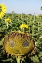 Creepy sunflower face Royalty Free Stock Photo