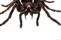 Creepy Tarantula with large fangs isolated on white