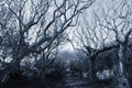 Creepy tree lined path