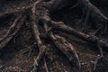 Creepy tree roots sticking out of the ground covered in mud Royalty Free Stock Photo