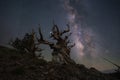 Creepy tree silhouette against the clear night sky