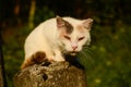 Creepy white cat on the sunny afternoon sun