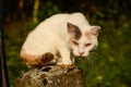 Creepy white cat on the sunny afternoon sun