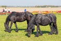 Grazing horses while people visit a colorful dutch tulip garden