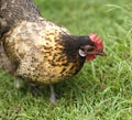 Crele bantam hen organic freerange poultry Royalty Free Stock Photo