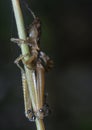 Crematogaster ants feeding on the dead grasshopper