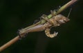 Crematogaster ants feeding on the dead grasshopper