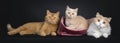 Creme British Shorthair cat kitten on black