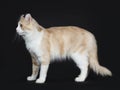 Creme with white adult American Curl cat standing side ways on black background