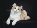 Creme with white adult American Curl cat laying on black background