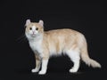 Creme with white adult American Curl cat standing side ways on black background