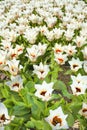 Creme-white tulips in flowerbed, lots of blooming white wide opened tulips in field inspring