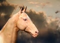 Cremello Akhal-Teke Royalty Free Stock Photo