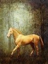 Cremello Akhal-Teke Royalty Free Stock Photo