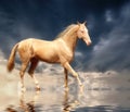 Cremello Akhal-Teke Royalty Free Stock Photo