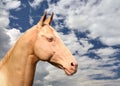 Cremello Akhal-Teke Royalty Free Stock Photo
