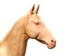 Cremello Akhal-Teke Royalty Free Stock Photo