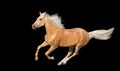 Cremello horse isolated Royalty Free Stock Photo