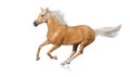 Cremello horse isolated Royalty Free Stock Photo