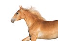 Palomino horse with long mane Royalty Free Stock Photo