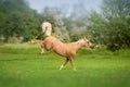 Cremello horse with long mane