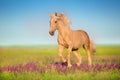 Cremello horse in flowers Royalty Free Stock Photo