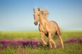 Cremello horse with long mane Royalty Free Stock Photo