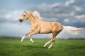 Cremello horse with long mane