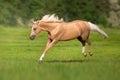 Cremello horse portrait Royalty Free Stock Photo