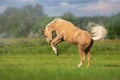 Cremello horse run Royalty Free Stock Photo