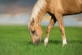 Cremello horse grazing in green field Royalty Free Stock Photo