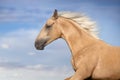 Cremello horse portrait in motion Royalty Free Stock Photo