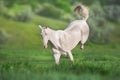 Cremello horse run Royalty Free Stock Photo