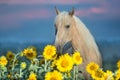Cremello horse in sunflowers Royalty Free Stock Photo