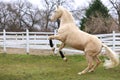 Cremello stallion horse jump against white colored corral fence