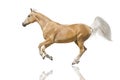 Cremelo horse isolated